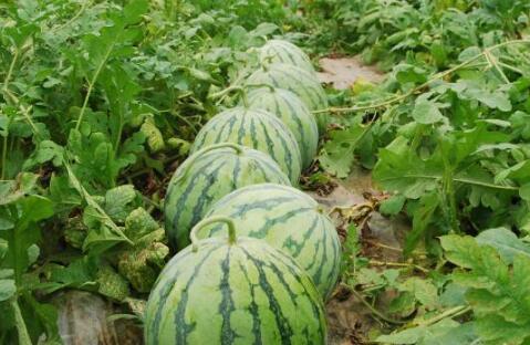 学习吃瓜的方法,掌握社交乐趣的秘诀